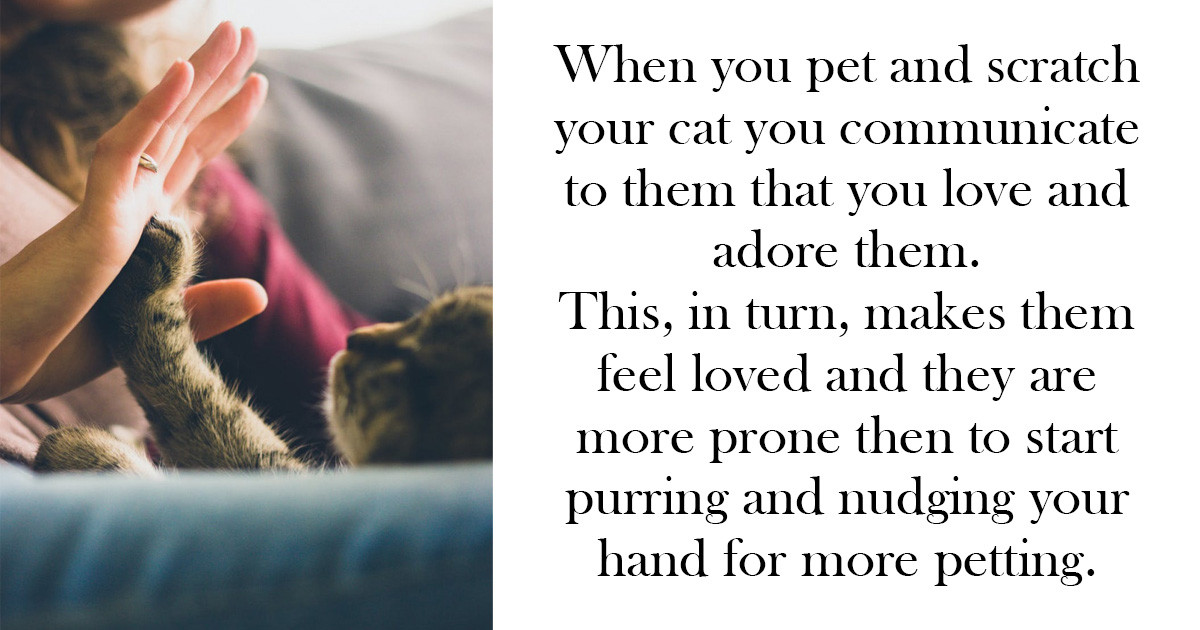 These Are The 5 Most Important Reasons Why You Should Pet Your Cat More