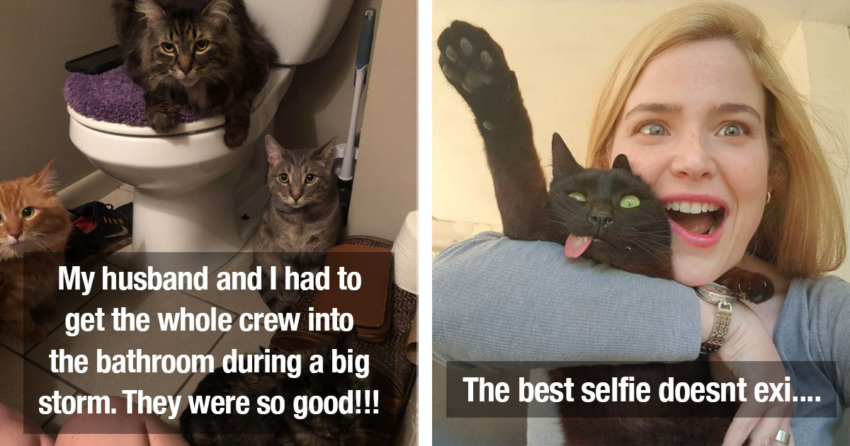 Important Cats You Definitely Need In Your Life