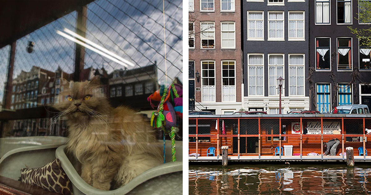 Floating Cat Shelter Is One Of The Amsterdam’s Greatest Less-Known Attractions