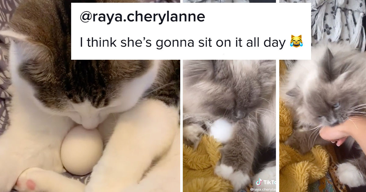 Cats Protect Eggs In This Adorable TikTok Challenge You Need To See