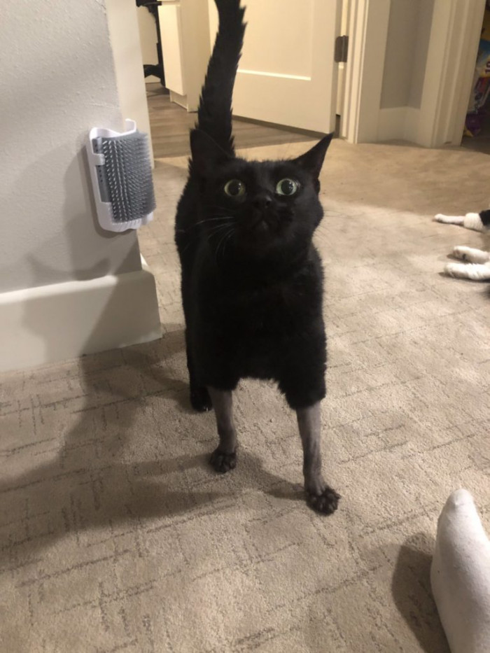 15 Photos Of Cats With Haircuts That Are Funny And Sad At The Same Time