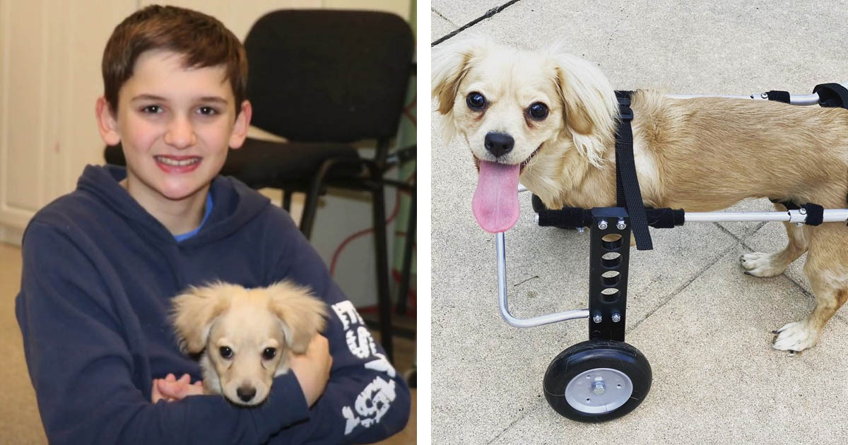 Dog With A Custom-Made Lego Wheelchair Is The Best Thing Ever