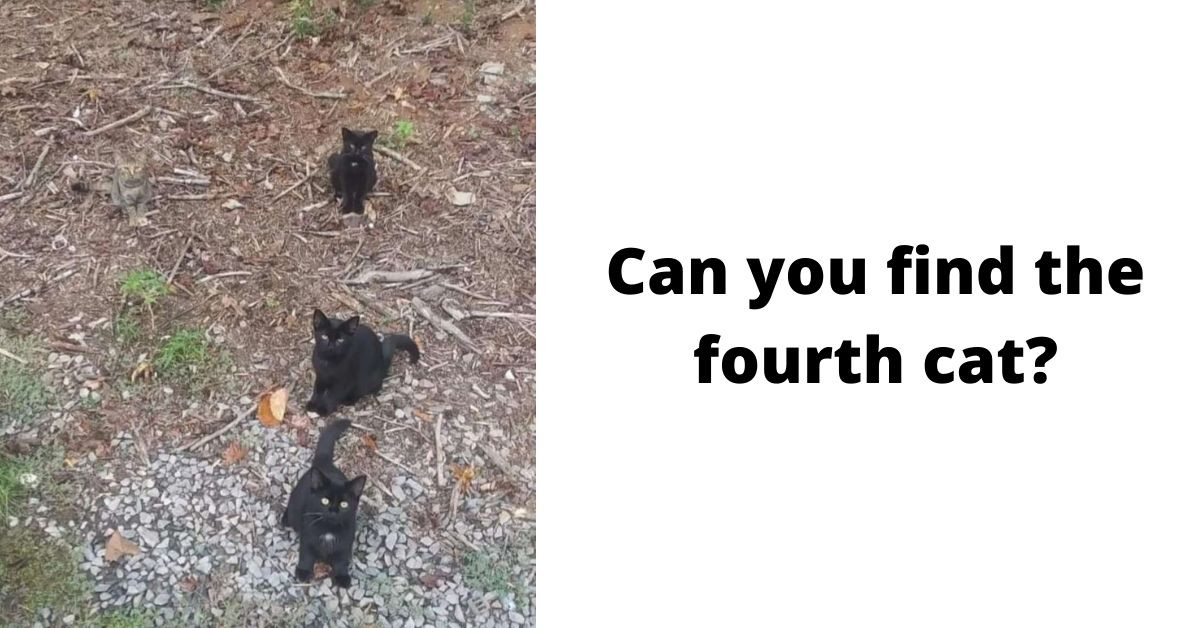 There Are 4 Cats In This Photo But Most People Only See 3