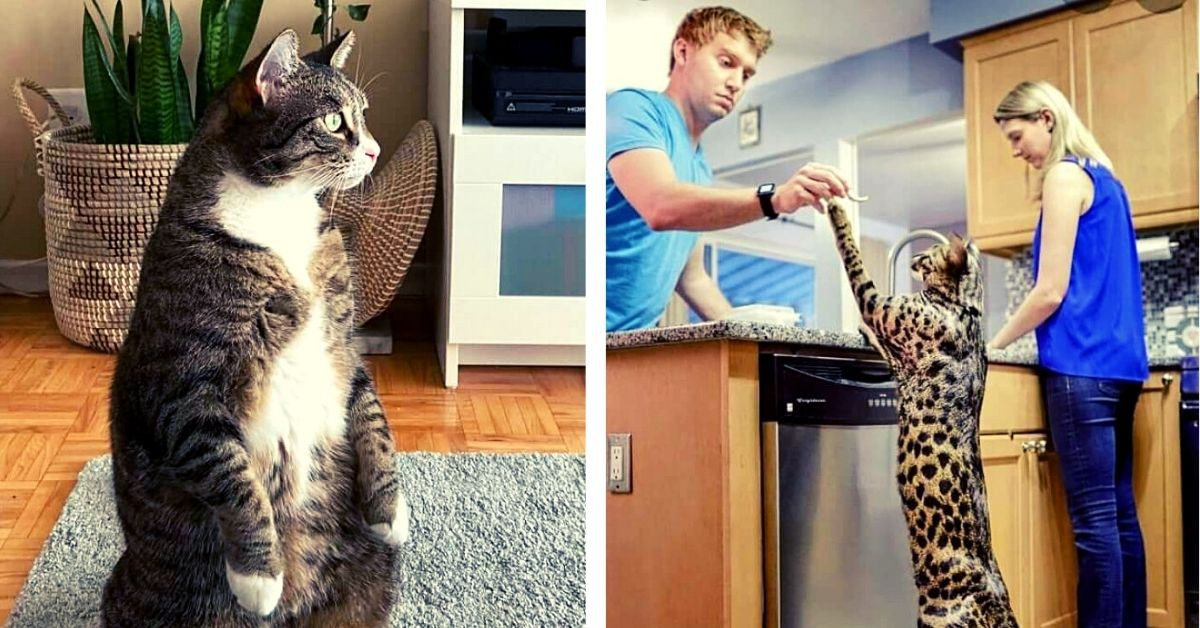 23 Cats Who Love Standing Up And They Look Awesome Doing It