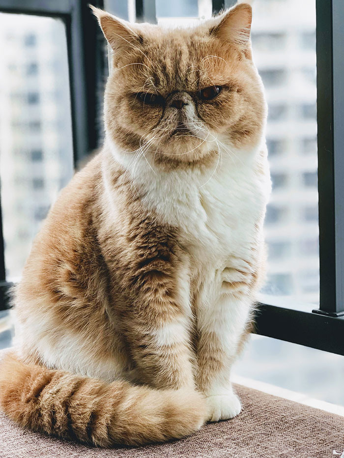 A very territorial cat!