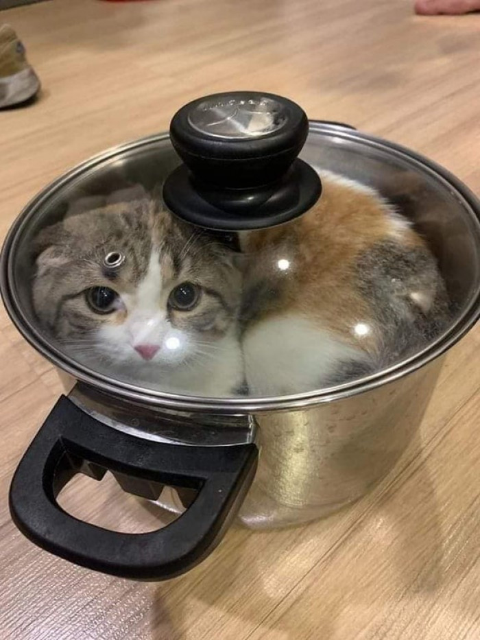 23. Picked the wrong pot