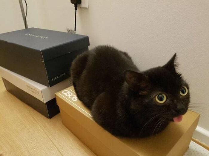 Pictures Of Cats Living Their Best Loaf Life