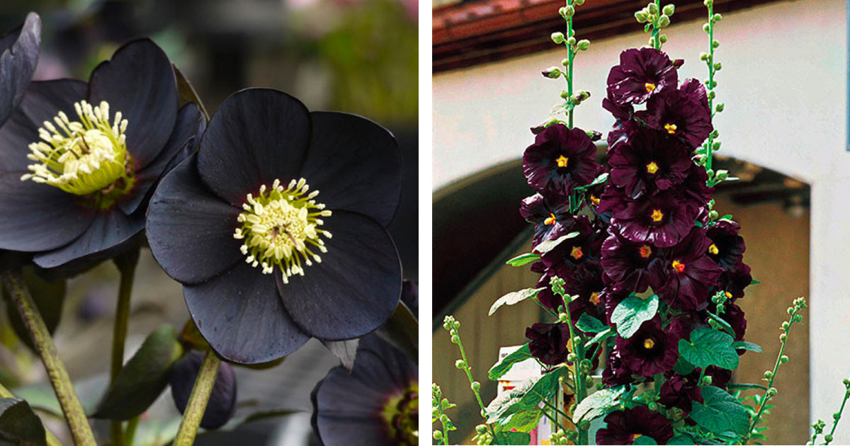 Stunning Gothic Flowers For You To Obsess Over