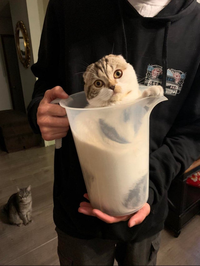6. 1 gallon of fresh cat