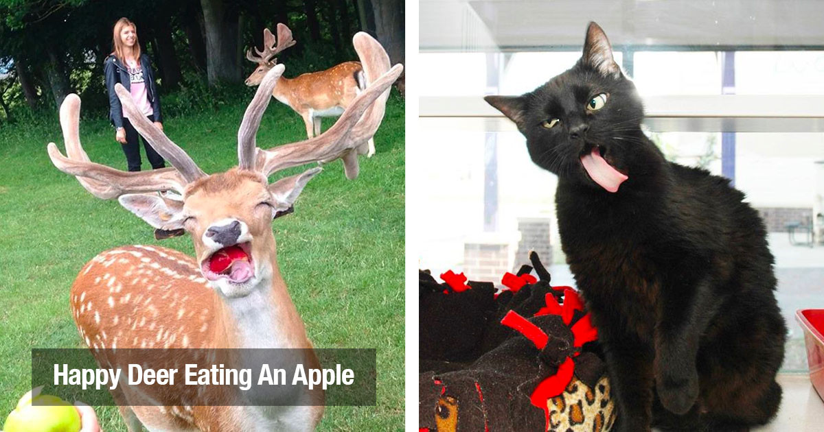 50 Photos Of Animals That Are So Non-Photogenic That It’s Actually Hilarious