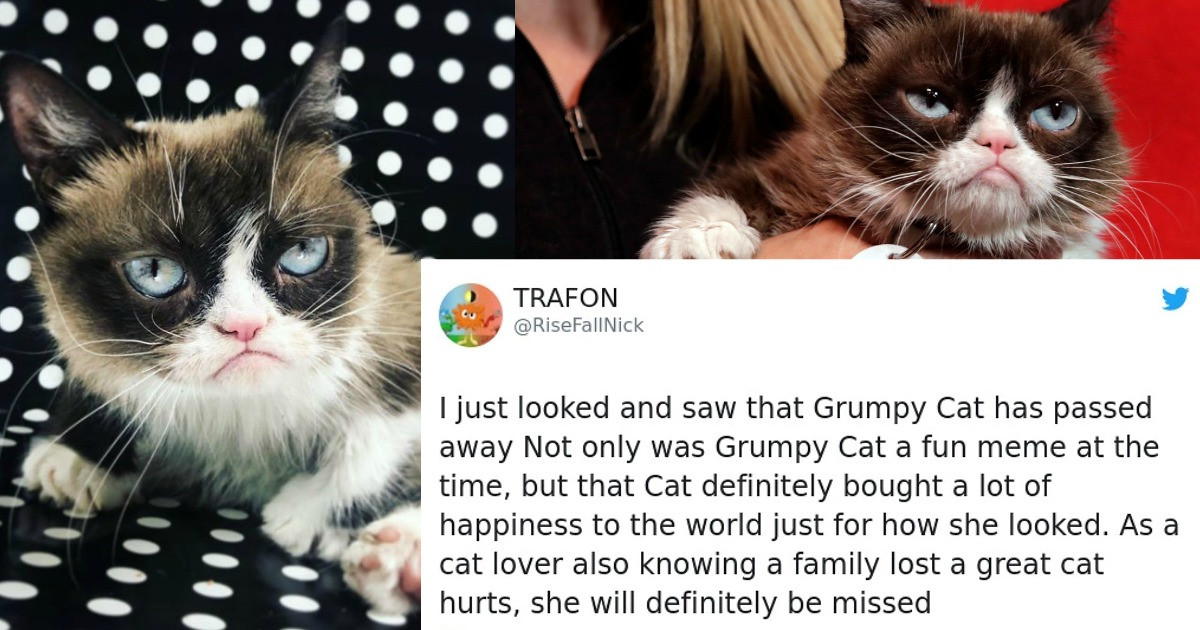 The Internet's Most Beloved and Famous Cat, Grumpy Cat, Has Gone to Cat Heaven