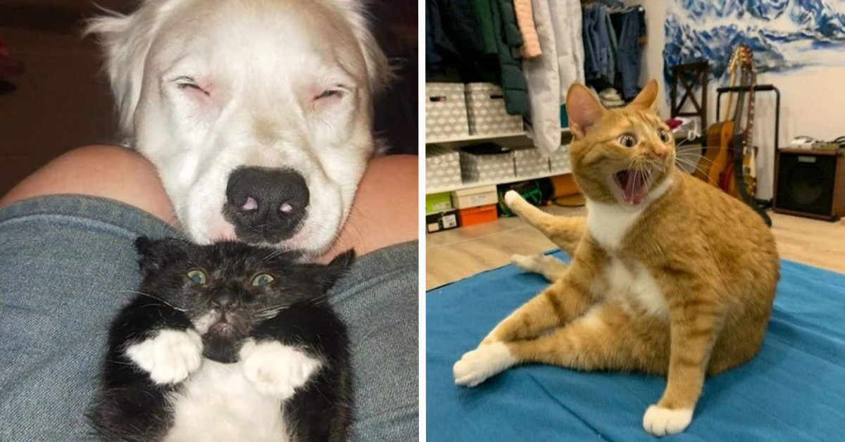 20 Hilarious Cat Reactions That Totally Bust The Myth About Their Coolness