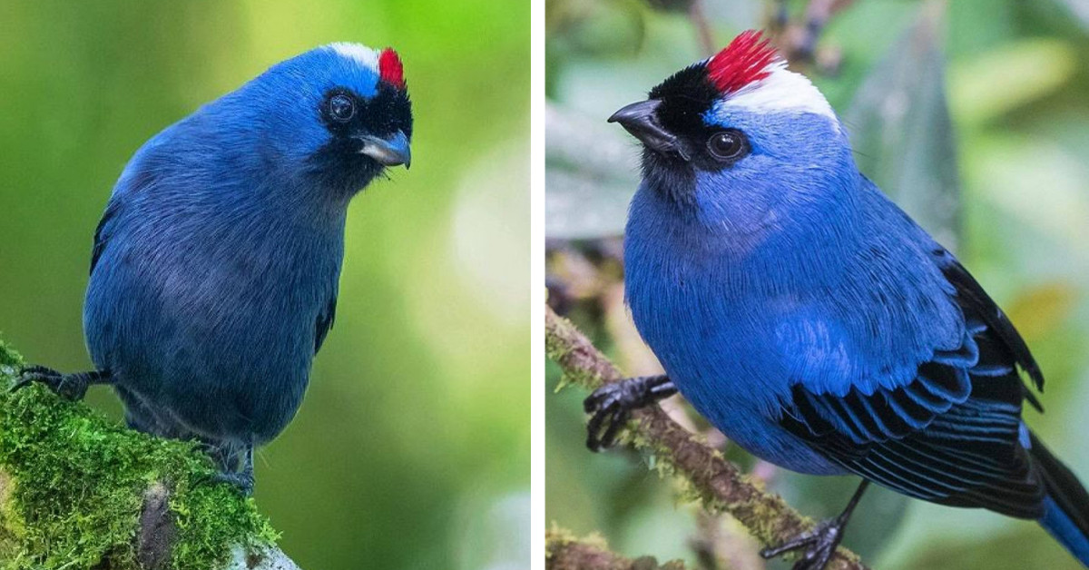 Magnificent Bird With Royal Blue Feathers Will Definitely Make An Impression With Its Appearance