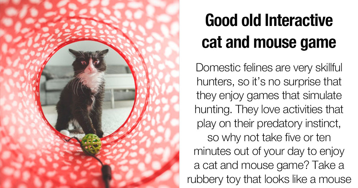 If You Need A Way To Keep Your Indoor Cat Mentally Stimulated, These