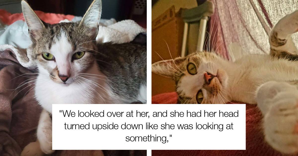 Unusual Cat Photo Is Practically What Nightmares Are Made Of
