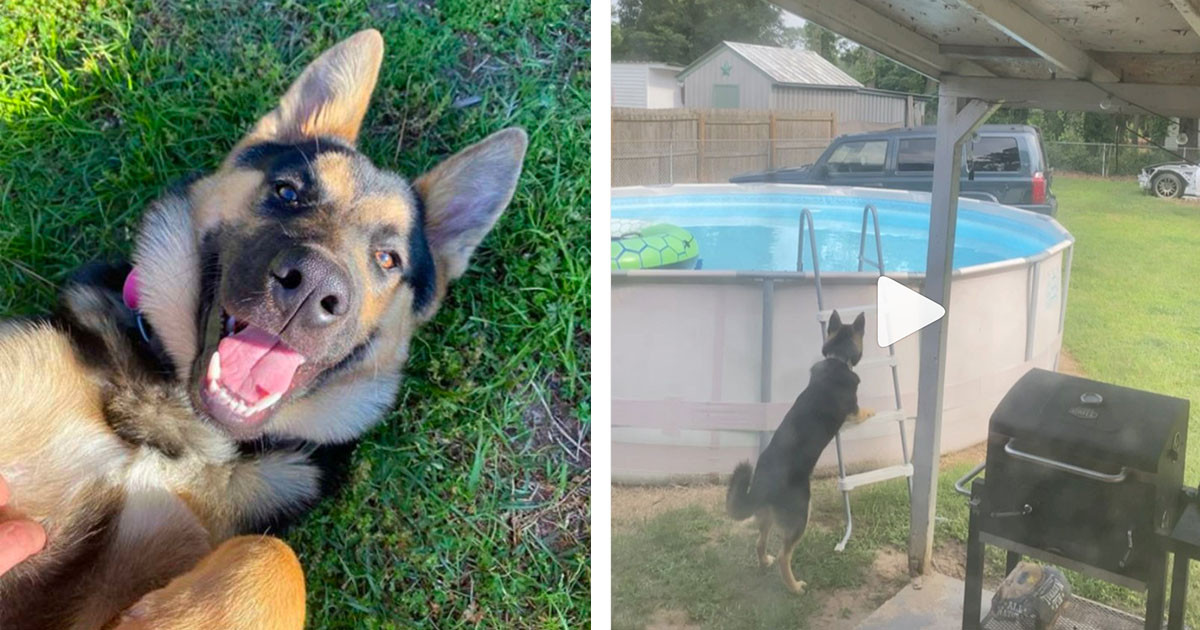 Dog Who Loves Water Is Caught On Camera Going For A Secret Dip In The Family's Pool