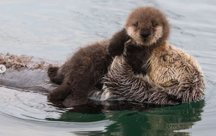 Momma Otter gives her baby a little kiss