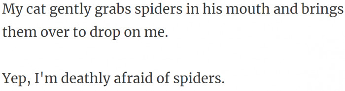 Spider presents from the cat.