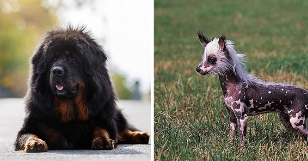 You Would Not Believe The Prices Of These Top 10 Most Expensive Breeds