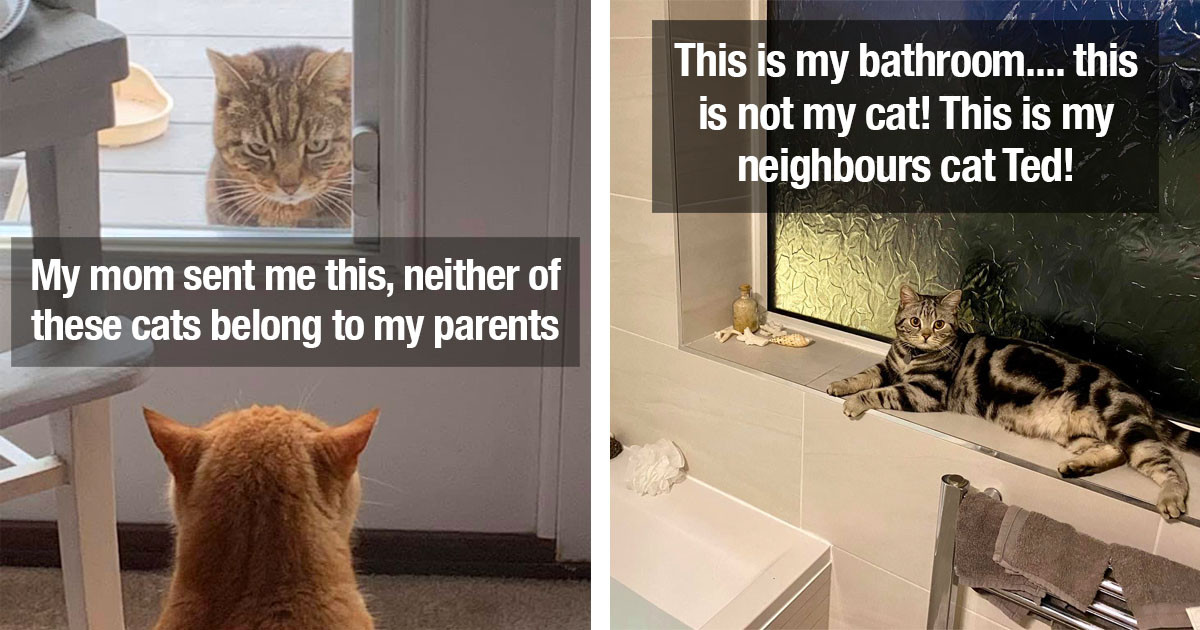 Strange Cats From ‘My House, Not My Cat’ Photos Will Make You Wish For A 'Stranger Cat' Of Your Own