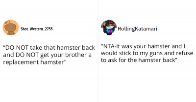 15+ Redditors Stand Up For A Boy Who Gave Away His Brother's Pet Hamsters