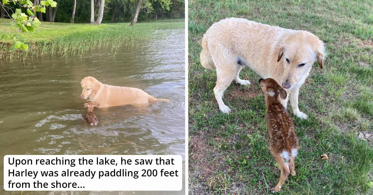 Dog From Virginia Saved A Fawn From Drowning, Then Stayed By Its Side Until Its Mother Appeared