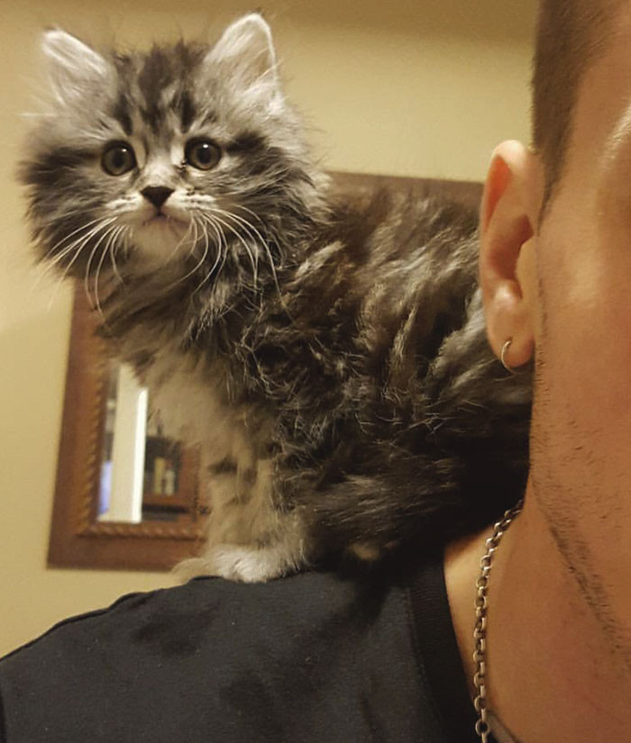 The cat is just giving a hand.