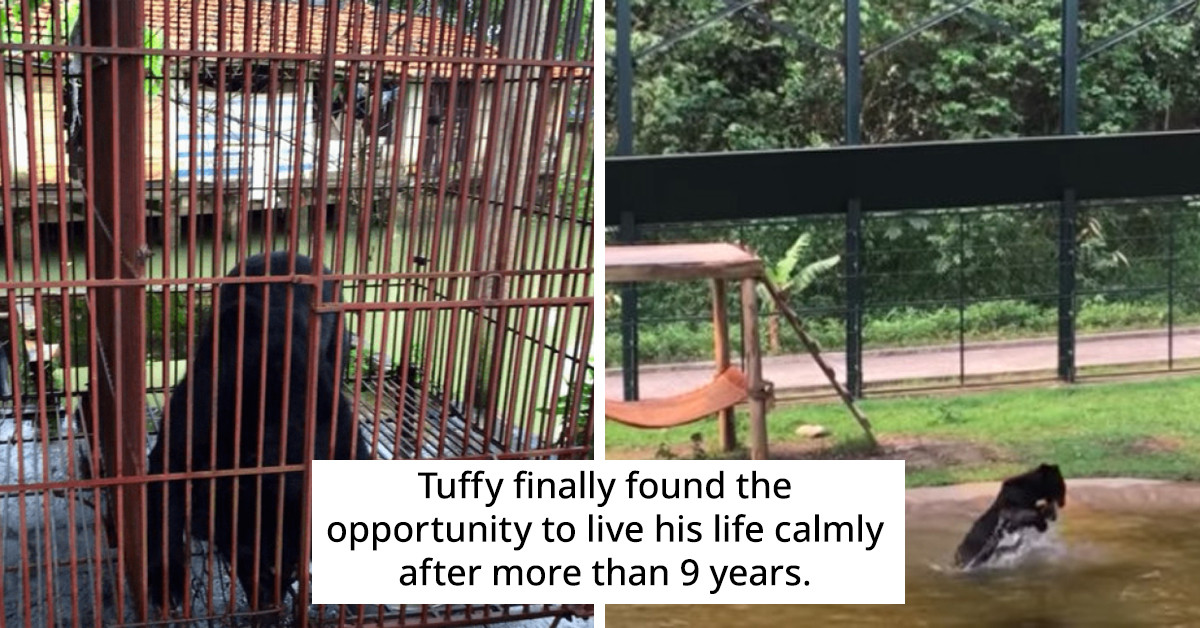 The Sweet Reaction Of A Bear That Was Caged For Years After Realizing He Was Finally Free Is Heartwarming And Worth Your Time