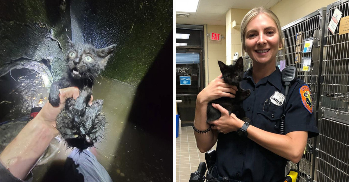 Cat Rescued From The Sewer Filled With Stormwater