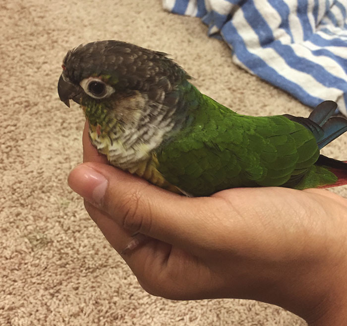 Bird loves to sit this way.