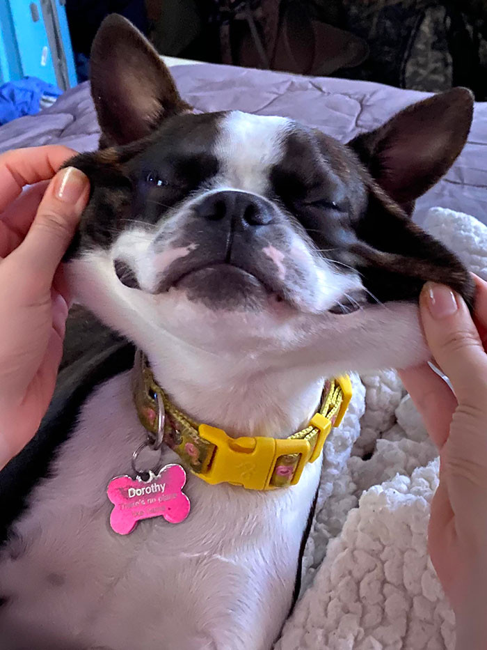 40 Dogs Whose Extra Skin Makes Them Look Cute As Heck