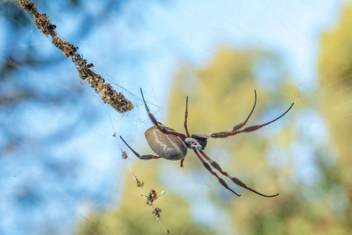 The good thing is that these golden orb-weavers do not cause any harm to human beings as they are not very keen on biting. 