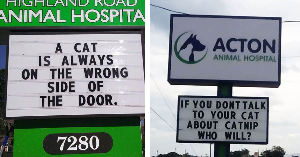 30 of Funniest Cat Jokes That You Can Find On Vet Clinic Signs, And They Are All Hilarious