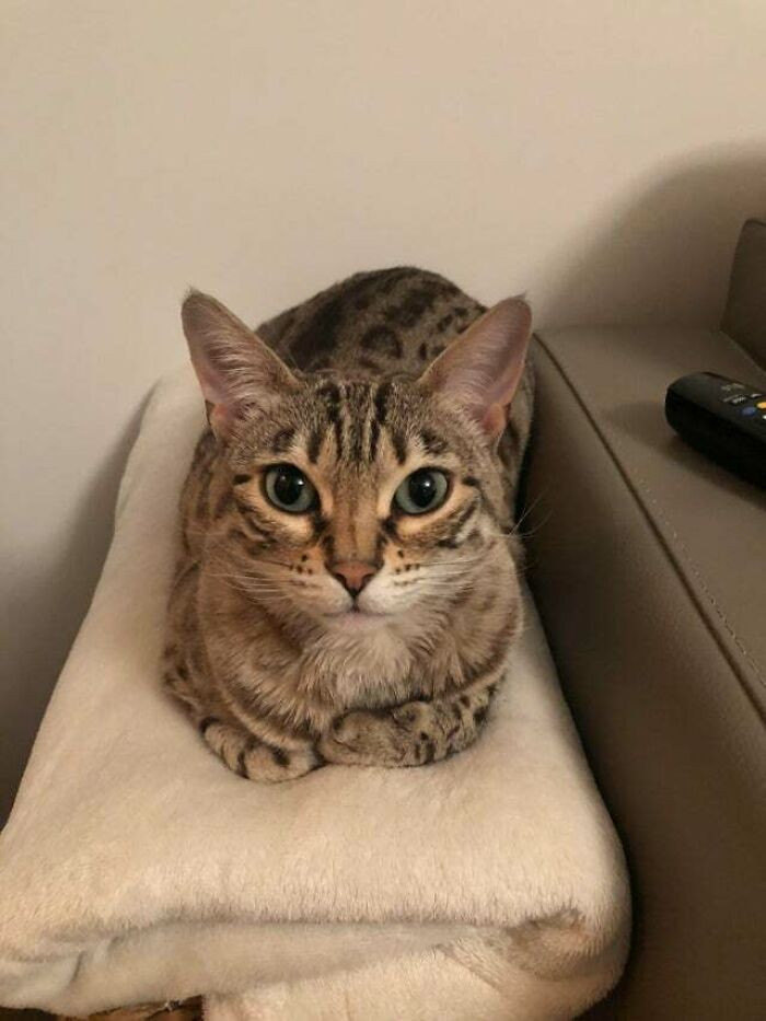 Pictures Of Cats Living Their Best Loaf Life