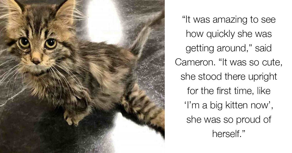 Wobbly Legged Kitten Gets Braces Made By Kind Hearted Gamers