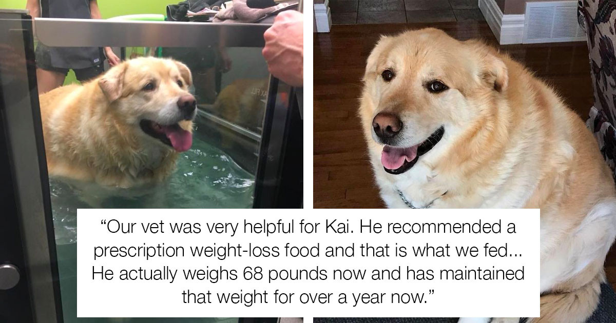 Overweight Golden Retriever Was Taken To The Vet To Be Put Down, But Ended Up Losing Over 100 Pounds