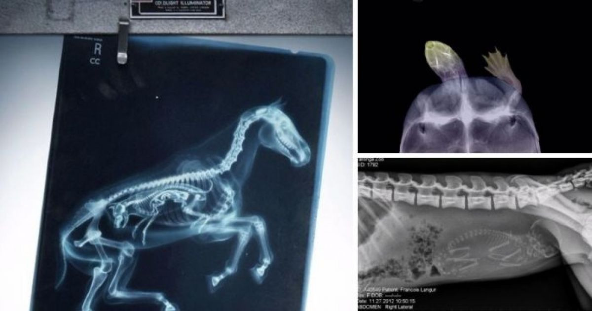11 Unbelievable X Rays Of Pregnant Animals
