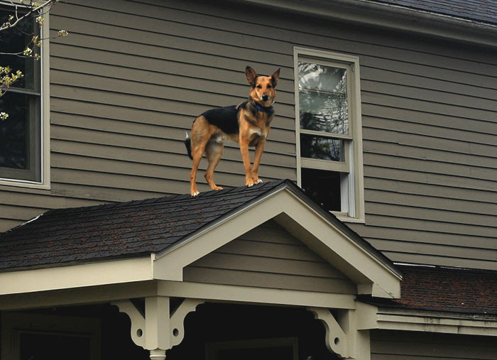 The roofer dog.