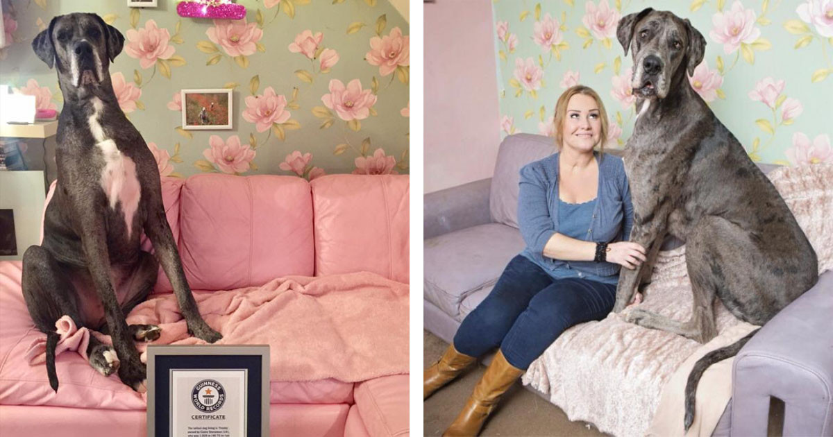 Worlds Largest Dog Is An Adorable 7ft Tall Great Dane Named Freddy