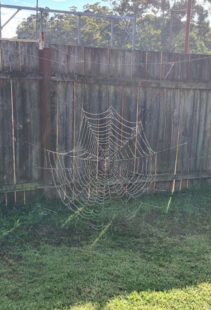 In order to better present the hugeness of the spider web, Aleen asked her father to act as a scale for her photograph. He stood next to it and the web was almost the same height as his. 