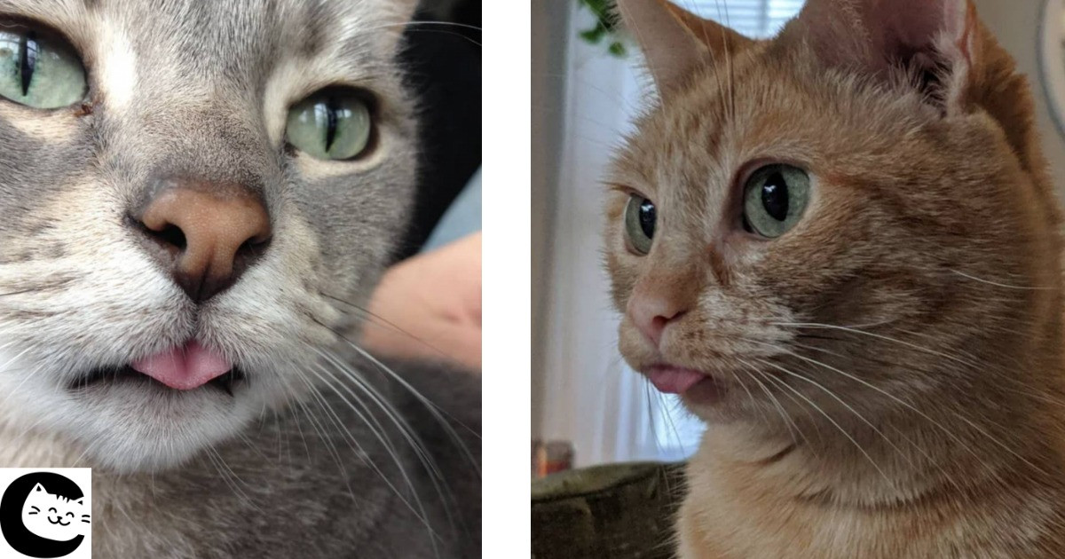 20 Kitty Cat Blep Moments To End 2019 With A Happiness Overload