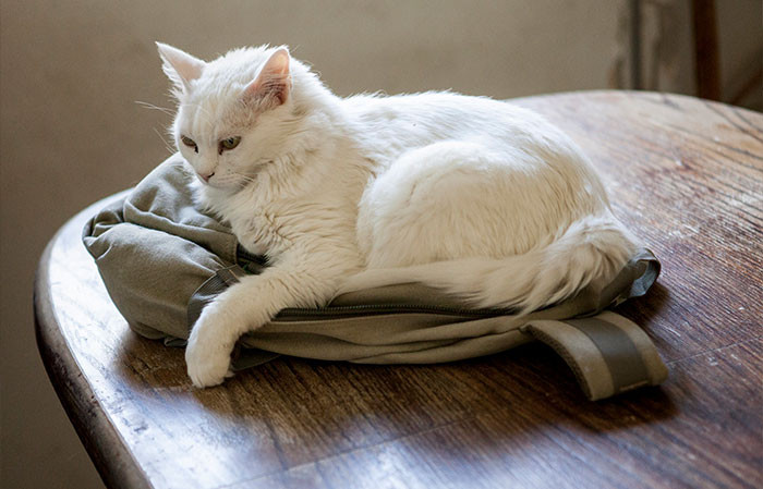 This cat is a Klepto!