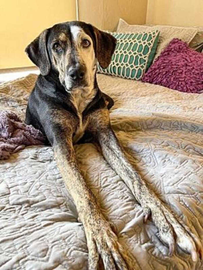 Rescue Dog Gets To Sleep In Bed For The First Time, And Her reactions