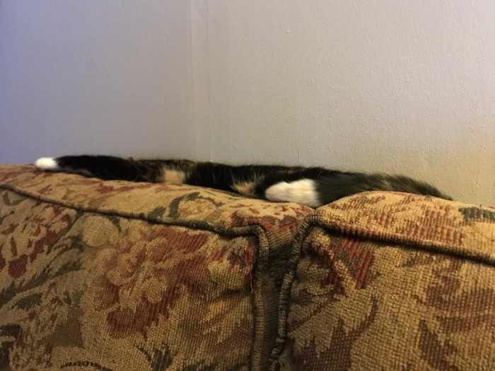 14. Cat spilled all over the top of the couch