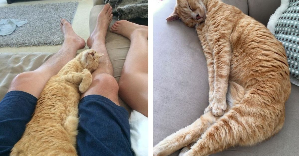 Rescued Feral Cat Becomes The Best Cuddle Companion This Family Ever Could Have Asked For