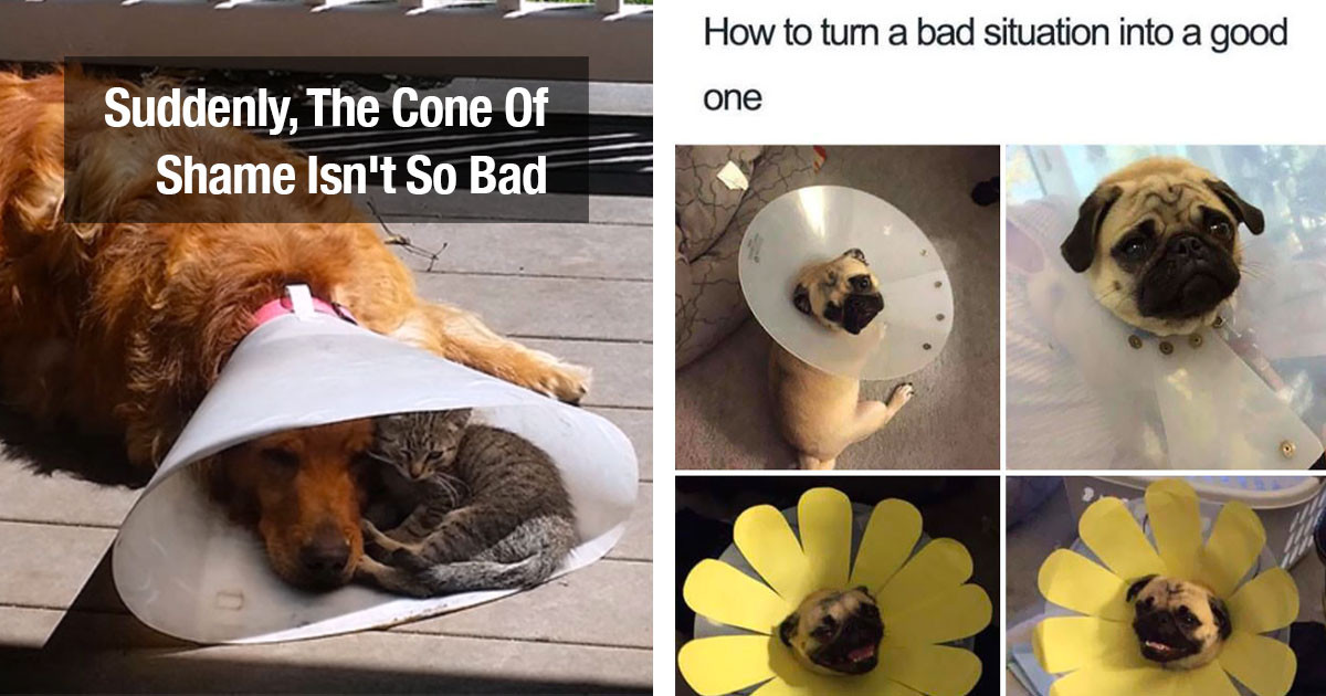 Pet Owners Shared Adorable Photos Of Their Pets Who Had To Wear The Cone Of Shame