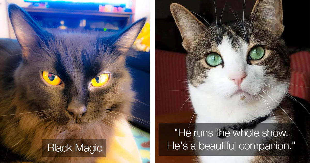 Cats On Catnip Fans Show Off Their Cats With Beautiful Eyes