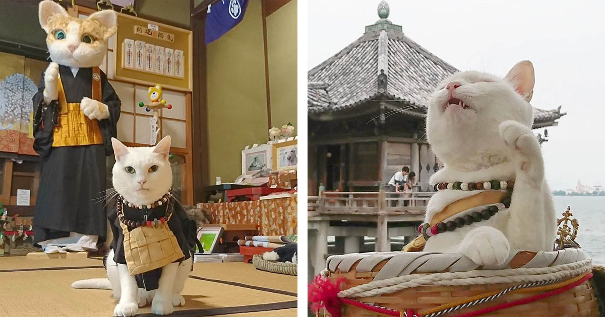 Japanese Cat Temple Has Cat Monks And It's The Cutest Place On Earth