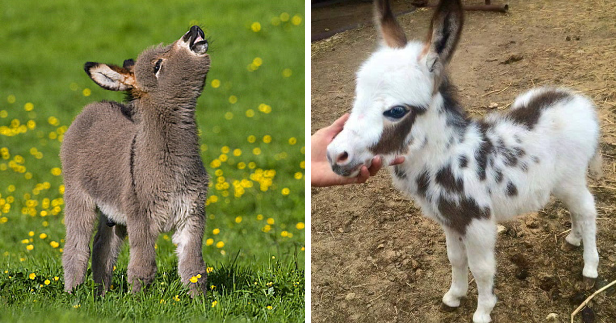 74+ Adorable Baby Donkeys That You’ll Want To Cuddle ASAP