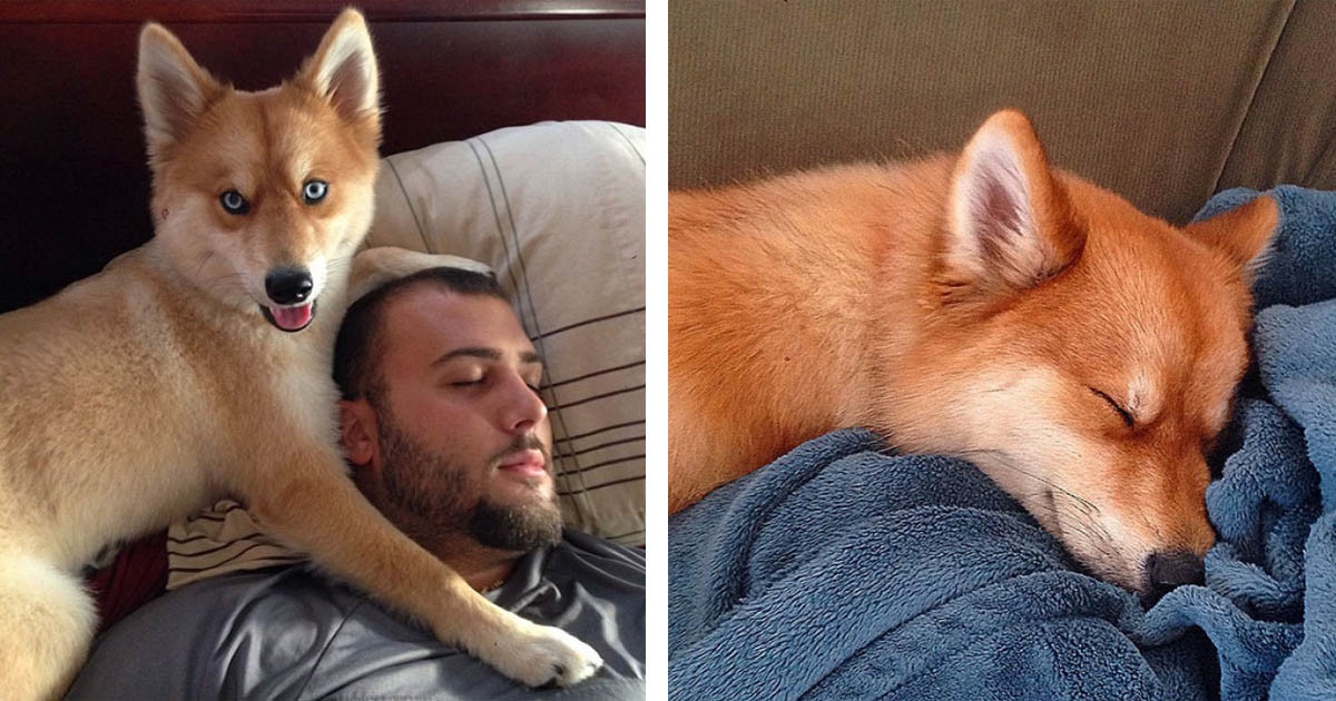 12 Photos Of A Pomsky, A Pomeranian-Husky Mix That Almost Looks Like A Fox